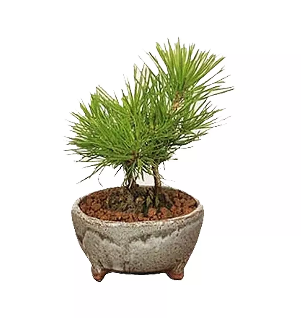 Fast-Growing Pine Cone Bonsai Plant in Pot