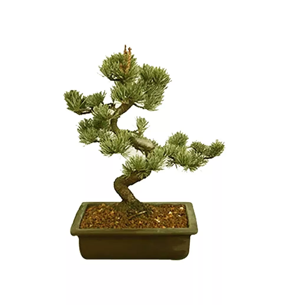 Striking Pinus Parviflora Bonsai Pot