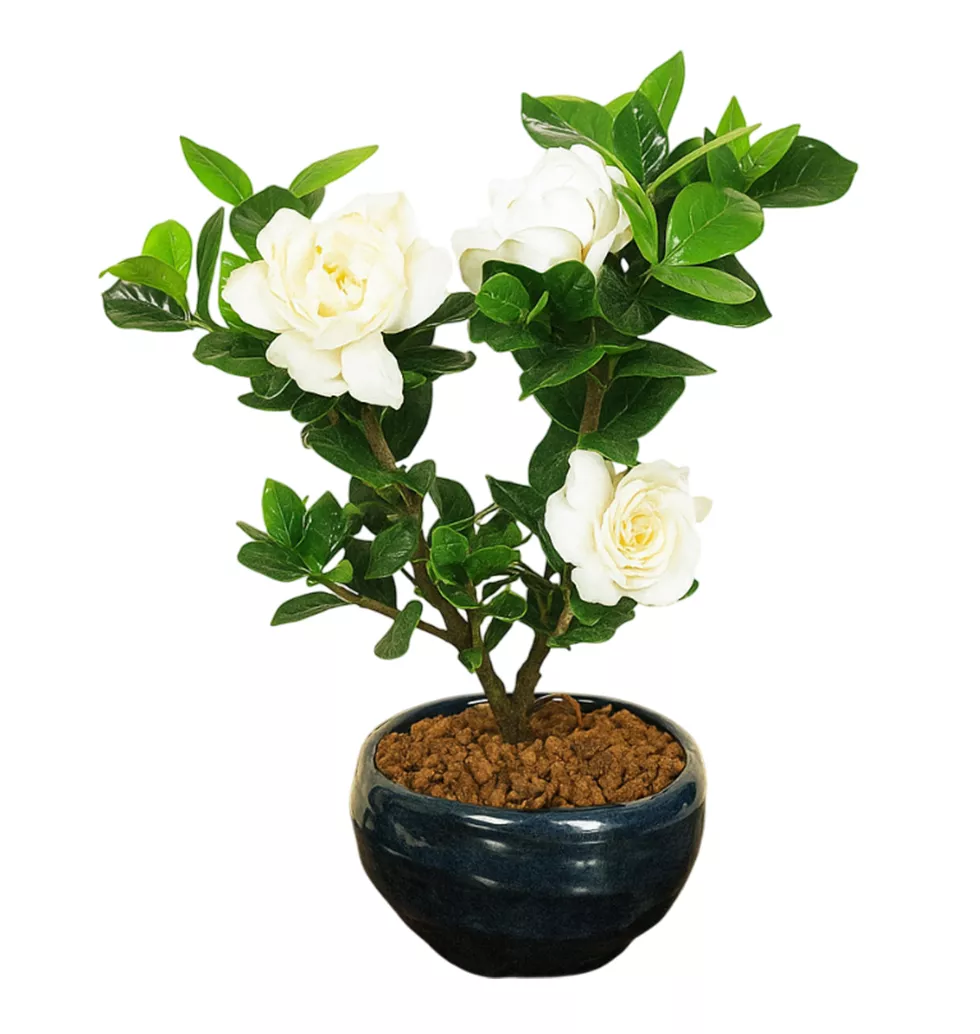 Graceful Cape Jasmine Bonsai Gift
