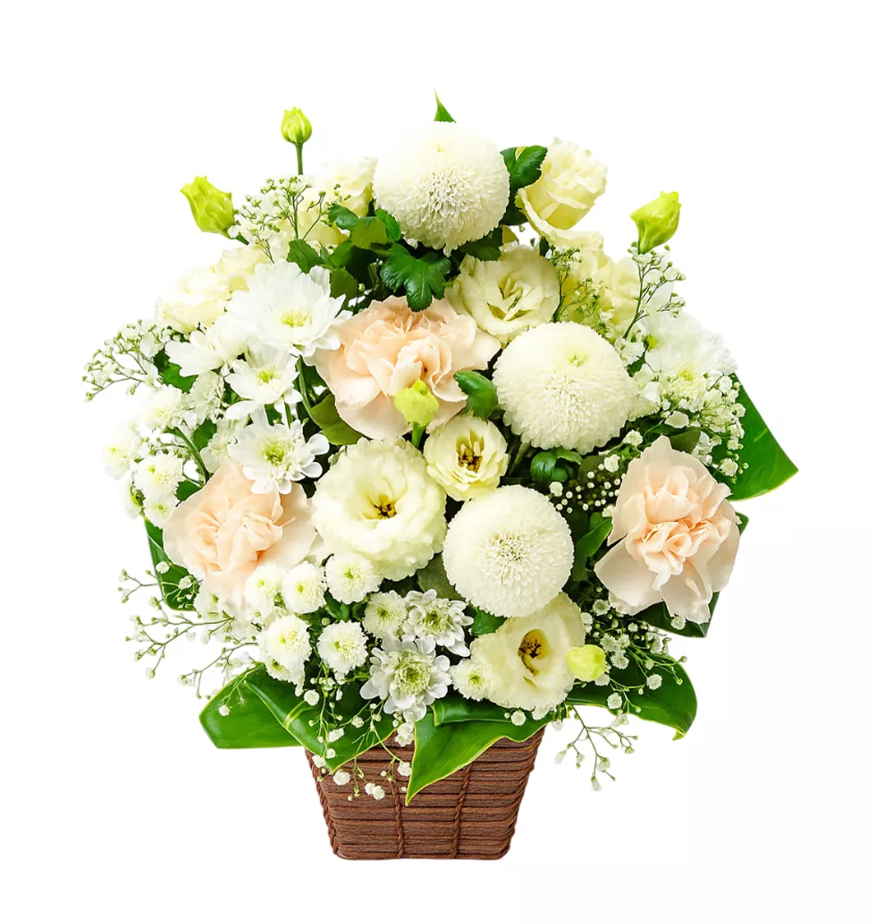 Elegant Sympathy Bloom