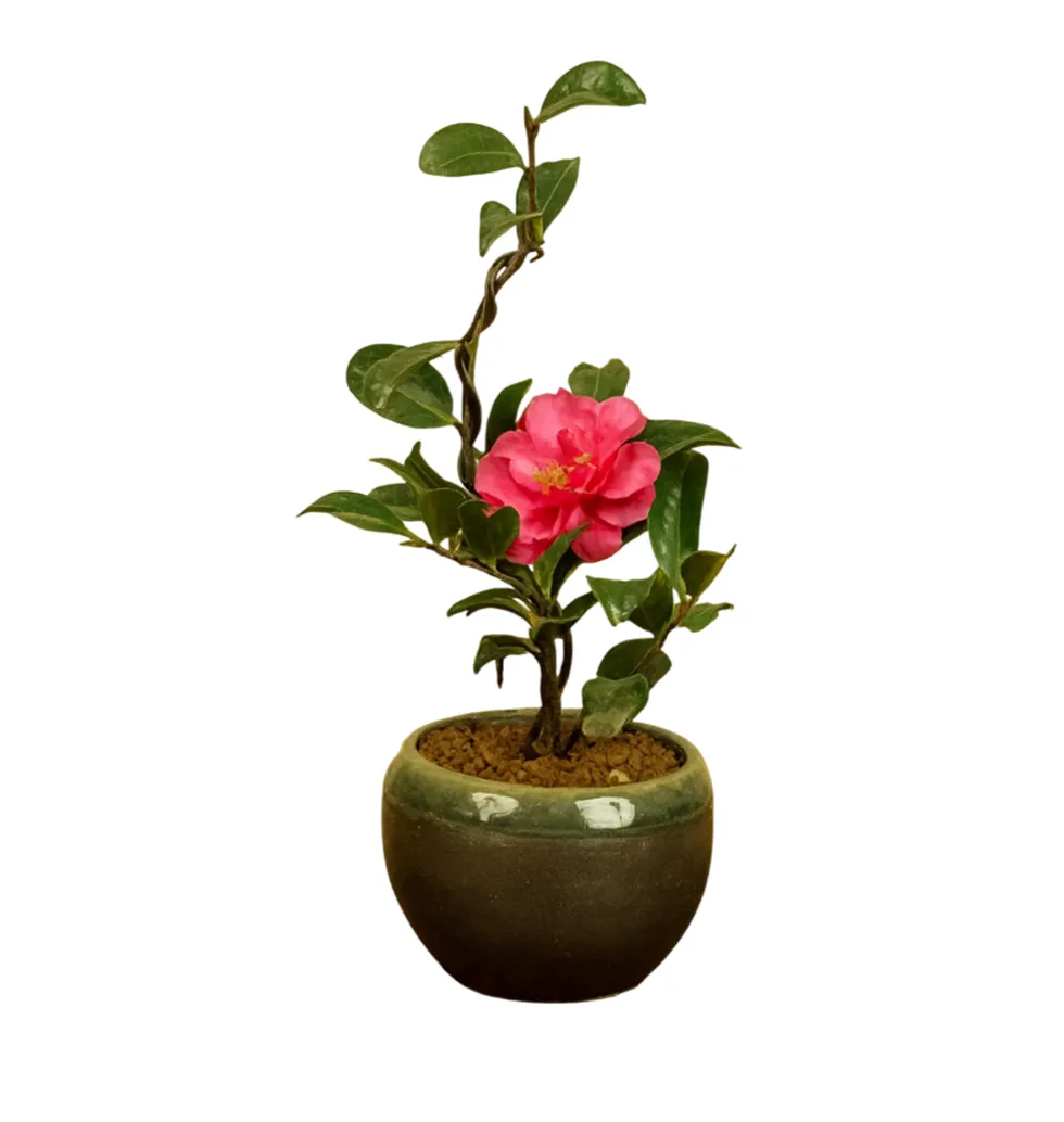 Artistic Japanese Camellia Bonsai