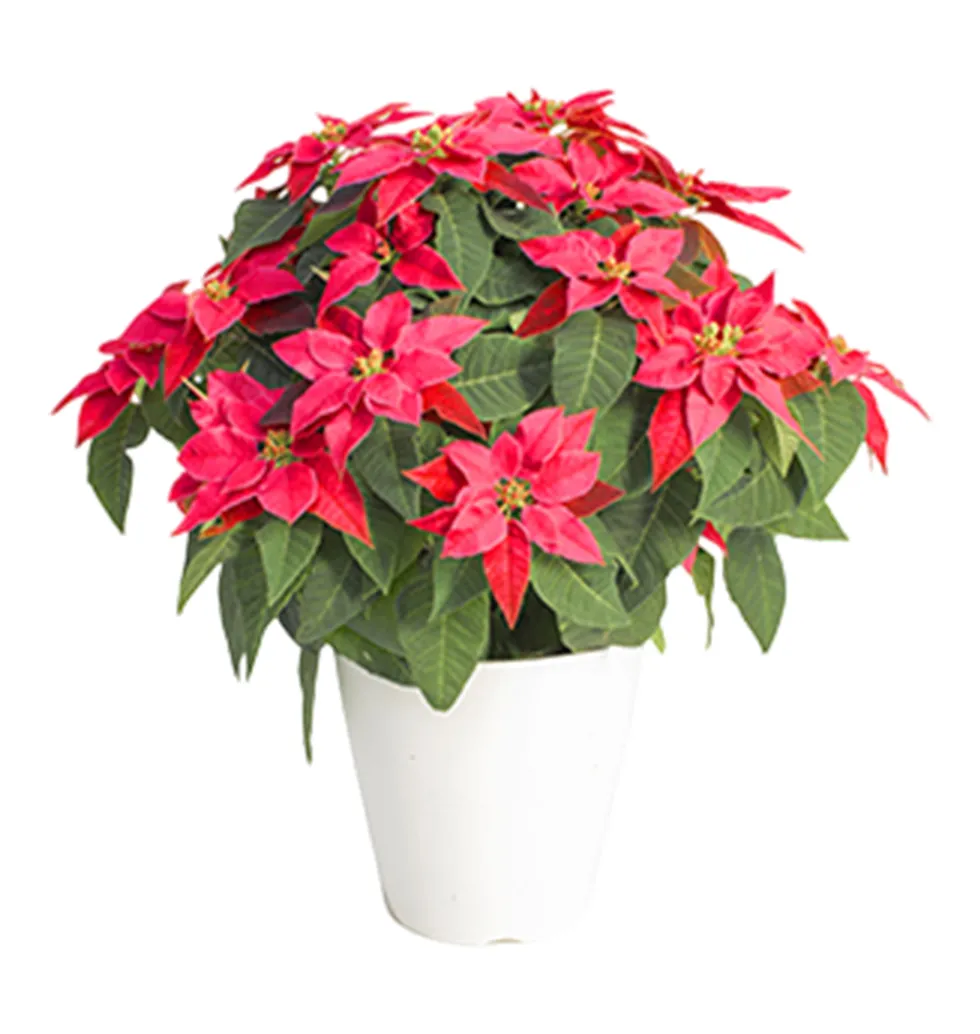 Festive Red Prinsetia Rouge Plant